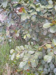 Psidium cattleyanum