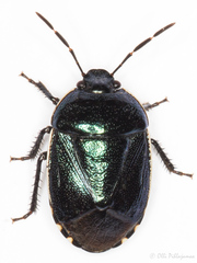 Canthophorus melanopterus