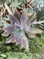 Graptopetalum