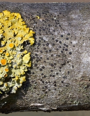 Amandinea dakotensis