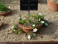 Arenaria grandiflora