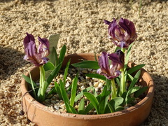 Iris suaveolens