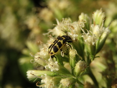 Astylus atromaculatus