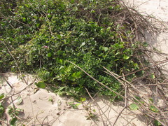 Acicarpha bonariensis