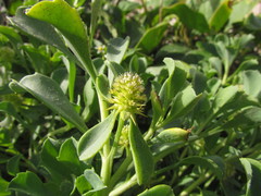 Acicarpha bonariensis