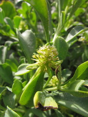 Acicarpha bonariensis