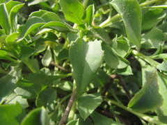 Acicarpha bonariensis