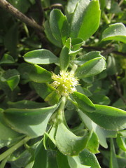Acicarpha bonariensis