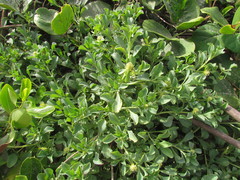 Acicarpha bonariensis