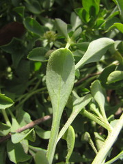 Acicarpha bonariensis