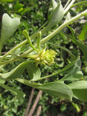 Acicarpha bonariensis