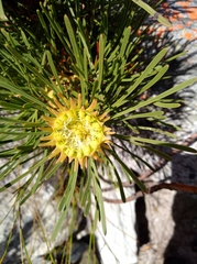 Aulax cancellata