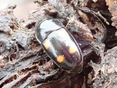 Glischrochilus hortensis