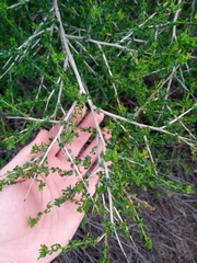 Adenocarpus telonensis