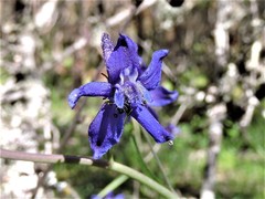 Delphinium decorum