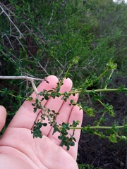 Adenocarpus telonensis