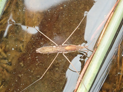 Limnoporus rufoscutellatus