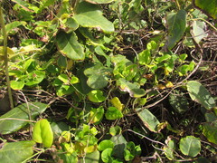 Oxypetalum banksii