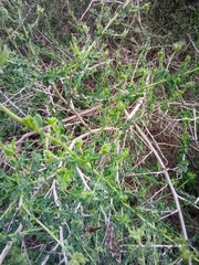 Adenocarpus telonensis