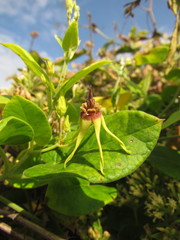 Oxypetalum banksii