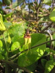 Oxypetalum banksii