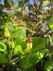Oxypetalum banksii