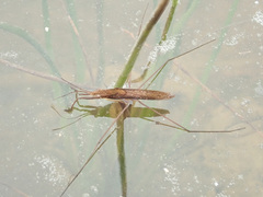 Limnoporus rufoscutellatus