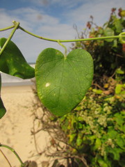 Oxypetalum banksii