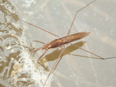 Limnoporus rufoscutellatus