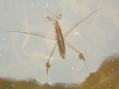 Limnoporus rufoscutellatus