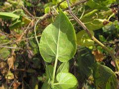 Oxypetalum banksii
