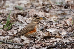 Turdus iliacus