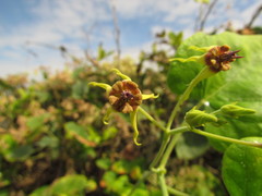 Oxypetalum banksii