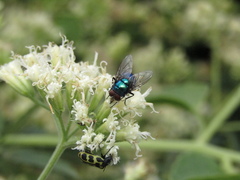 Lucilia eximia