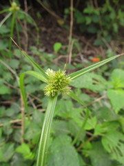 Cyperus aggregatus