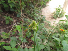 Cyperus aggregatus