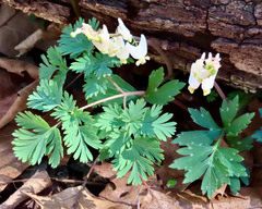 Dicentra cucullaria