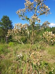 Eupatorieae