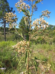 Eupatorieae