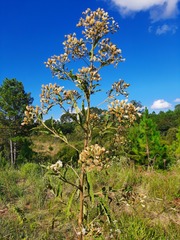 Eupatorieae