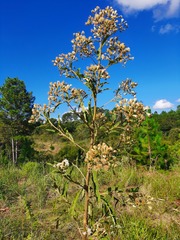 Eupatorieae