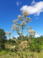 Eupatorieae