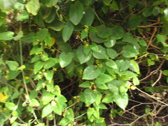 Oxypetalum banksii