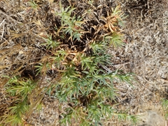 Cardionema ramosissimum