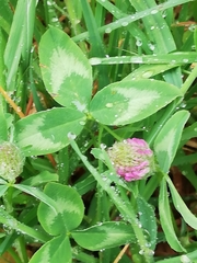 Trifolium pratense