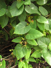 Oxypetalum banksii