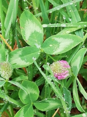 Trifolium pratense