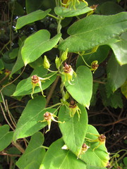 Oxypetalum banksii