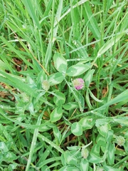 Trifolium pratense