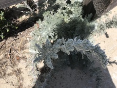 Artemisia pycnocephala